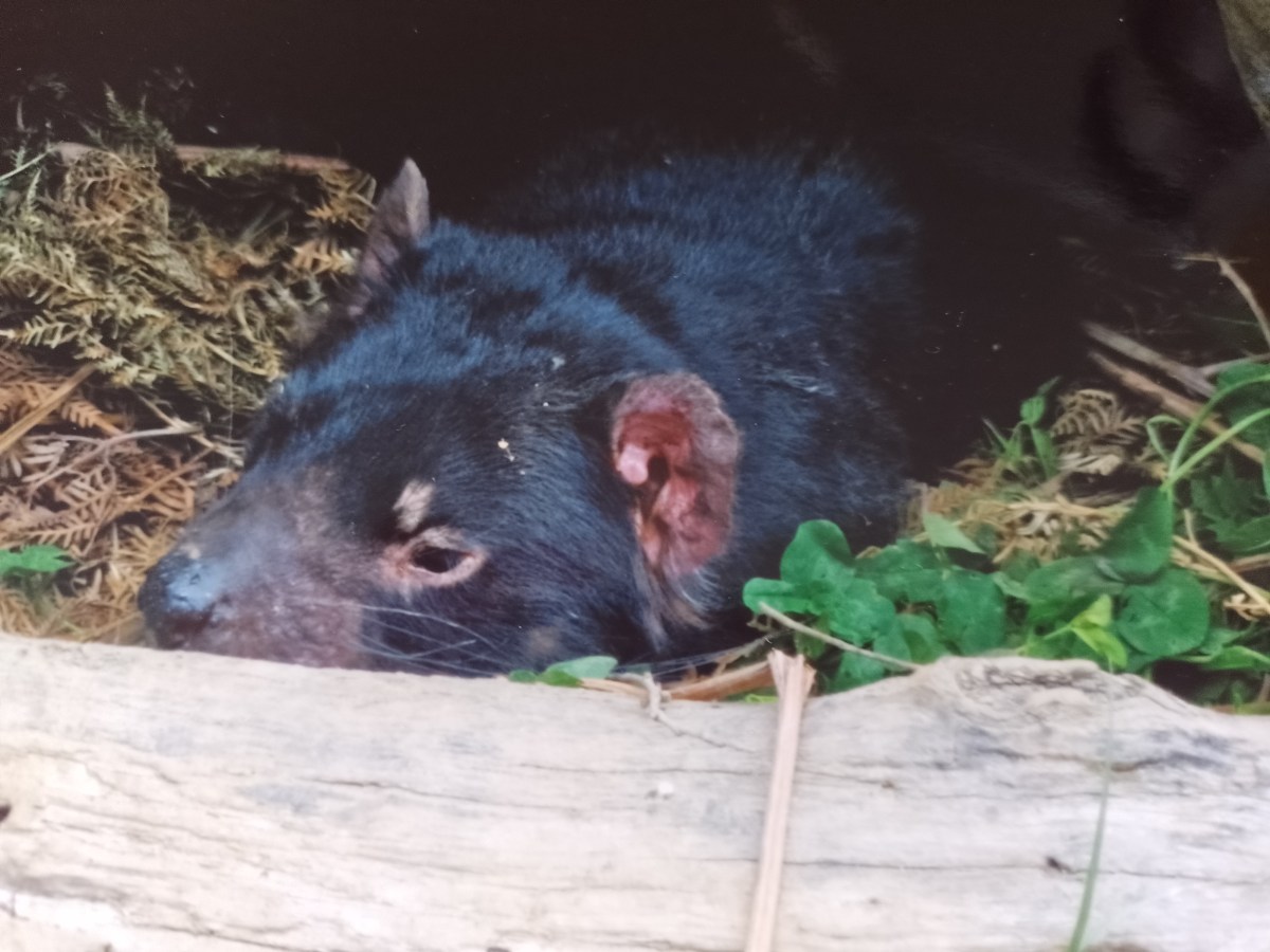 16. Von Shackleton zu Seefisch und den Tasmanischen&nbsp;Teufeln